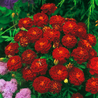 Tagete Carmen - Ricca miscela di semi per l’estate - Tagetes patula - 1 kg