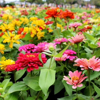 Zinnia Nana - Thumbelina - Varietà compatta ideale per cassette - Zinnia elegans