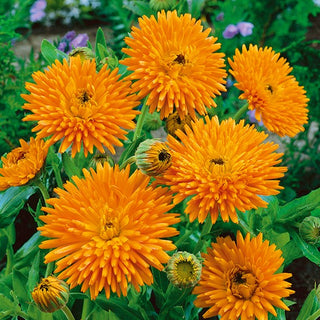 Pot Marigold Radio - Extra Beautiful, Full Flowers, Perfect for Borders and Vases - Calendula officinalis - Premium Seeds