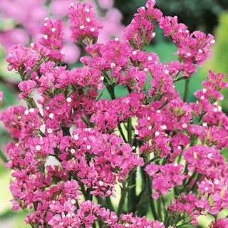 Statice Pink - Panicle Flowers, Ideal for Borders, Easy to Grow - Limonium sinuatum - Premium Seeds
