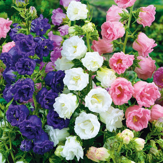Canterbury Bells Double Mix - Wonderful Decoration for Summer Borders - Campanula medium - Premium Seeds