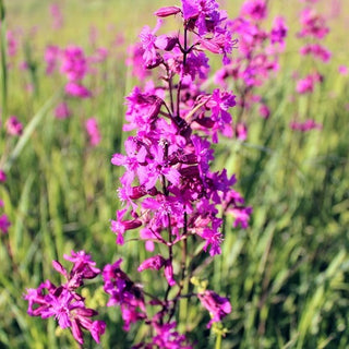 Lychnis viscaria - Miscuglio - Esplosione estiva di colori - Lychnis viscaria - Semi Premium