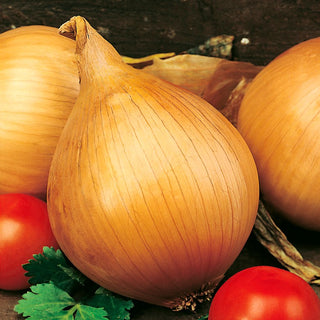 Onion Ailsa Craig - Large onions up to 1kg, exceptional flavour, easy care - Allium cepa - Premium Seeds
