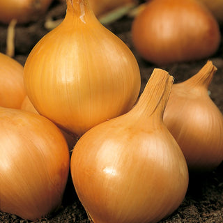 Onion Wolska - Spicy and Tasty, High-Yielding - Allium cepa - Premium Seeds