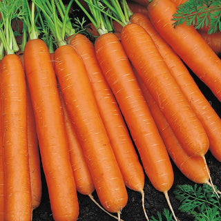 Carota Nantes 3 - Varietà classica, molto succosa e dolce - Busta Grande - 50 g