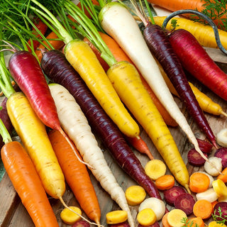 Carota - Miscela colorato - Nastro preseminato - Varietà di colori su un unico nastro