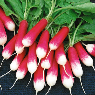 Ravanello Opolanka - Succosa e popolare - 100 g