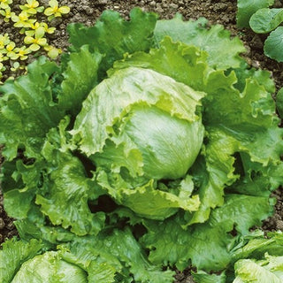 Iceberg Lettuce Great Lakes 118 - Excellent Yields and Exceptional Taste - Premium Seeds
