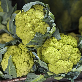 Cavolfiore Verde di Macerata - Belle rosette verdi di cavolfiore