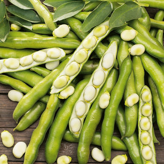 Fava Dragon - Raccolta precoce già all’inizio dell’estate - 500 g