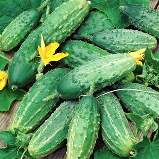 Cetriolo Soplica F1 - Ideale per la fermentazione e per le insalate - 100 g