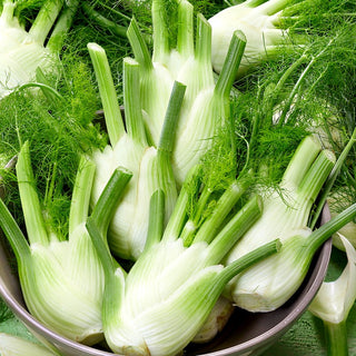 Fennel Fino - Fragrant Garden Treasure with Mild Taste and Extraordinary Properties - Foeniculum vulgare - Premium Seeds