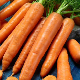 Carrot Karotina - Late, Super Productive, Juicy and Crunchy - Premium Seeds