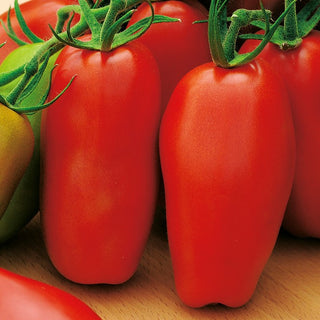 Tomato Scatolone 2 - Super Yielding, Full of Flavour - Premium Seeds