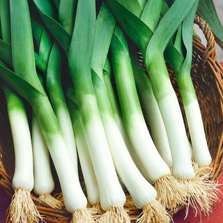 Leek Bluegreen Winter Alaska - Exceptionally Durable, Intensely Aromatic - Premium Seeds