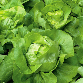 Butterhead Lettuce Panter - Durable and Delicious, Perfect for Decoration - Premium Seeds