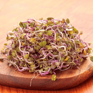 BIO Semi per germogli - Ravanello China Rose - Germogli rosa dal sapore intenso