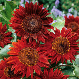 Girasole Red Sun - Varietà eccezionale e spettacolare - Helianthus annuus - Busta Gigante - 100 g