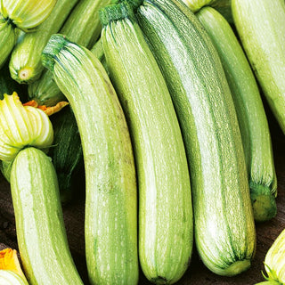Courgette Bianca di Trieste - Distinctive Flavour, Easy to Grow, Healthy and Tasty Choice - Premium Seeds