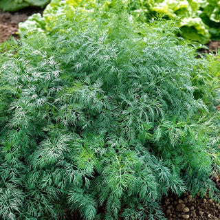 Aneto Monarch - Ricresce dopo il taglio, sapore fresco per tutta la stagione - Busta Grande - 100 g