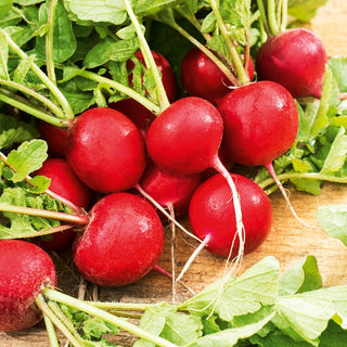 Ravanello Carmesa - Nastro preseminato - Precoce, delicato e resistente