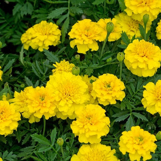 Tagete - Honey Moon - Accento solare per aiuole - Tagetes patula