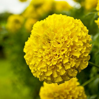 Tagete erecta Nana - Calando Giallo - Fioritura tutta l’estate - Tagetes erecta