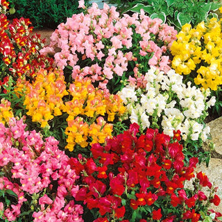 Snapdragon Kimosy Mix - Multicoloured Flowers, Beautifully Blooming All Summer - Antirrhinum majus pumilum - Premium Seeds