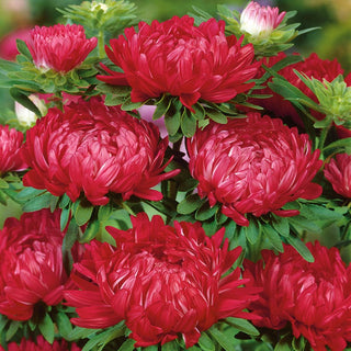 Aster Duchesse Red - Explosion of Beauty All Summer Long - Callistephus chinensis - Premium Seeds