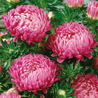Aster Duchesse Pink - Exceptionally Decorative and Charming - Callistephus chinensis - Premium Seeds