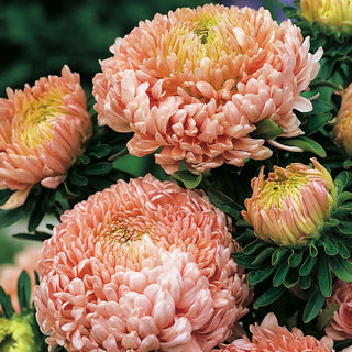 Aster Duchesse Salmon - Stunning Pastel Flowers for Any Border - Callistephus chinensis - Premium Seeds