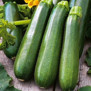 Zucchino Nefertiti - Produttiva, resistente e molto fruttifera - 100 g
