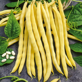 Fagiolo rampicante - Neckargold - Gustosa e molto produttiva - Busta Grande - 100 g