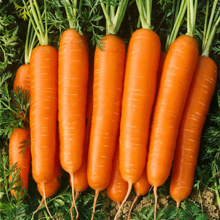 Carota Nantaise 2 - Rese affidabili, polpa succosa e deliziosa - Busta Grande - 50 g