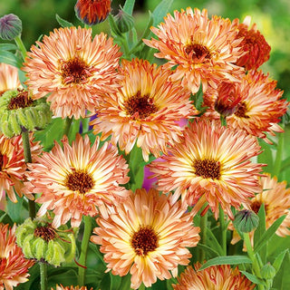 Pot Marigold Sunset Buff - Extra Beautiful, Captivating Colours and Easy to Grow - Calendula officinalis - Premium Seeds