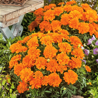 Tagete Tangerine - Tappeto floreale mandarino - Tagetes patula nana - 1 kg