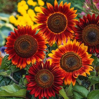 Girasole Evening Sun - Spettacolare e resistente al sole - Helianthus annuus - Busta Gigante - 1 kg