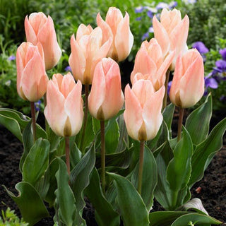 Tulipano - Little Girl - Tulipa - Pastello delicato, tocco primaverile - 5 bulbi
