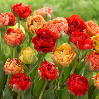 Tulipano - Double Gudoshnik - Tulipa - Fiori doppi decorativi - 5 bulbi