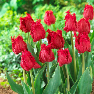 Tulipano - Barbados - Tulipa - Accento aromatico tra i fiori - 5 bulbi