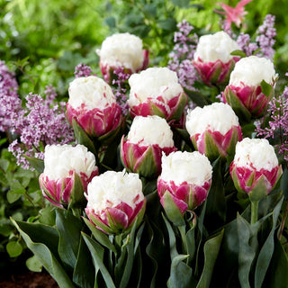 Tulipano - Ice Cream - Tulipa - Successo primaverile, fiori doppi - 5 bulbi