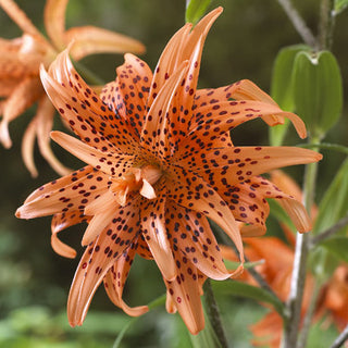 Giglio asiatico doppio - Tigrinum - Lilium - Fiori arancioni intensi