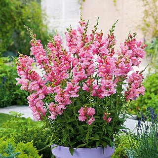 Snapdragon The Rose - Abundant Clusters of Flowers, Extra Beautiful - Antirrhinum majus maximum - Premium Seeds
