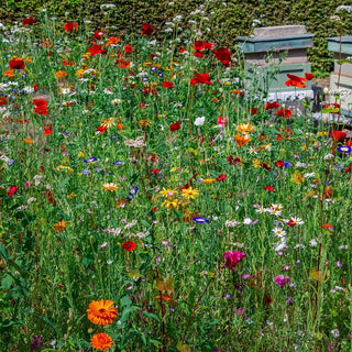 Miscuglio mellifera di piante annuali e perenni per terreni aridi - Miscela di fiori melliferi per posizioni difficili - Busta Gigante - 100 g - Semi Premium