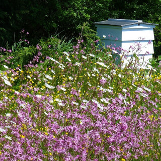 Miscuglio mellifera di piante annuali e perenni per terreni umidi - Piante mellifere per terreni umidi - Confezione Mega - 500 g - Semi Premium