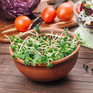 BIO Semi per germogli - Ravanello Daikon - Gusto fresco e disintossicante del ravanello bianco