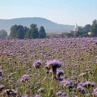 Facelia - Pianta mellifera, ideale come sovescio - Phacelia tanacetifolia - Busta Gigante - 5 kg - Semi Premium