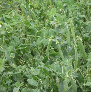 Pisello da foraggio - Milwa - Varietà tradizionale, produttiva e resistente - Busta Grande - 1 kg