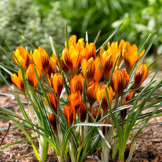 Crocus - Orange Monarch - Annuncio di primavera insolito - 10 bulbi