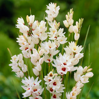 Ixia - Giant - Incanta con elegante sobrietà - 25 bulbi